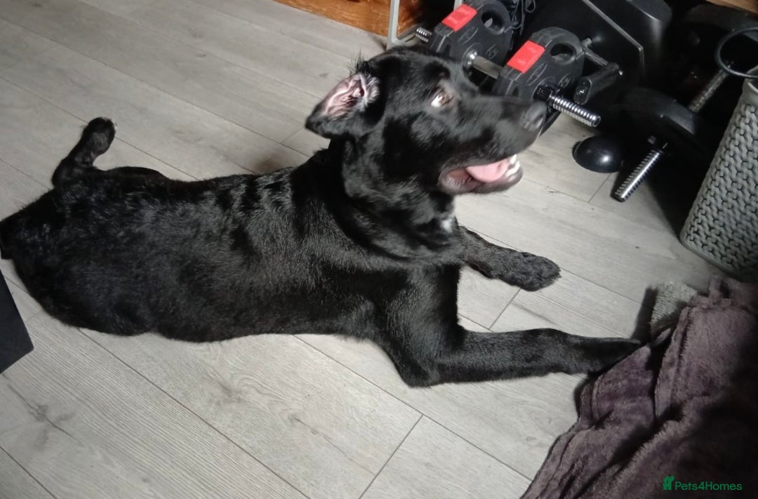 Mixed Breed dogs for sale: Lab x Bernese Mt Dog for a forever home - Image 2
