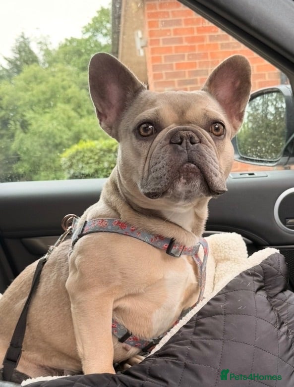 French Bulldog dogs French bulldog puppies now available  - Advert 1
