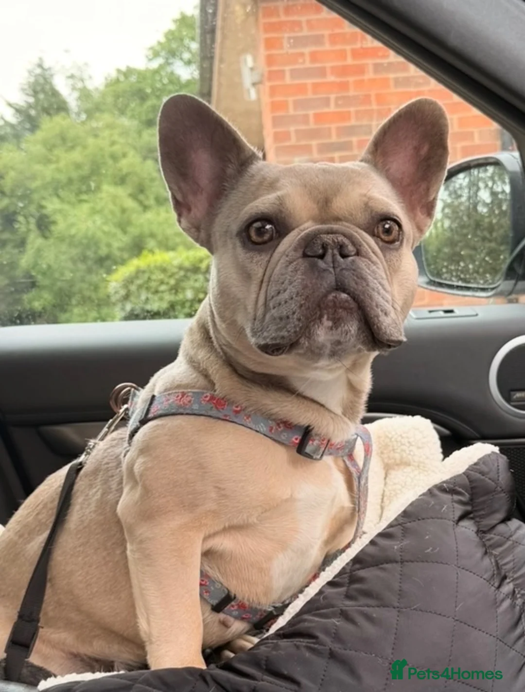 French Bulldog dogs for sale: French bulldog puppies now available  - Advert 1