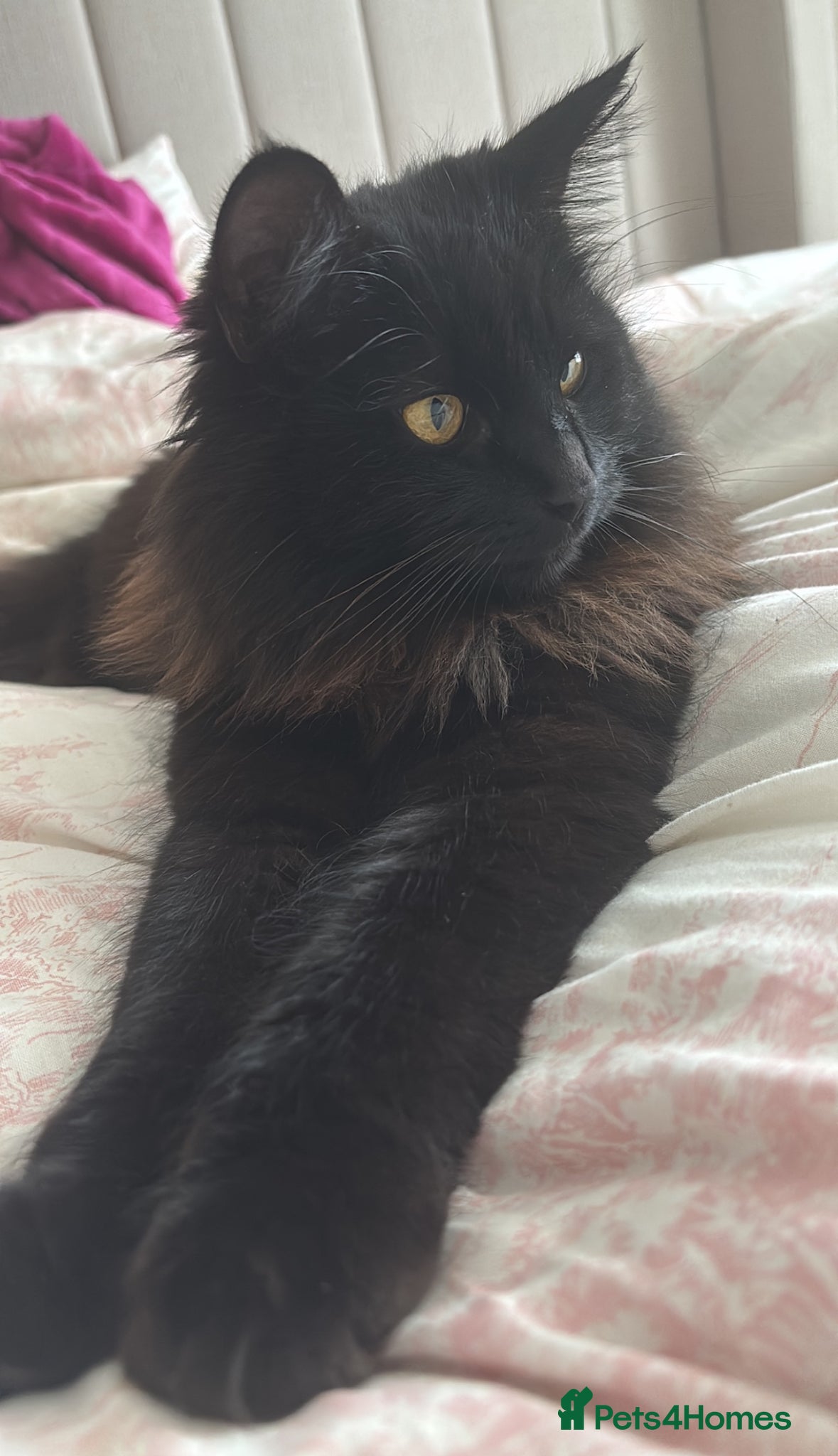 Mixed Breed cats for sale: adorable fluffy black cat  - Advert 1