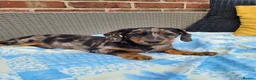 Dachshund dogs for stud: Piebald colored Dachshund for stud! in Preston - Advert 14