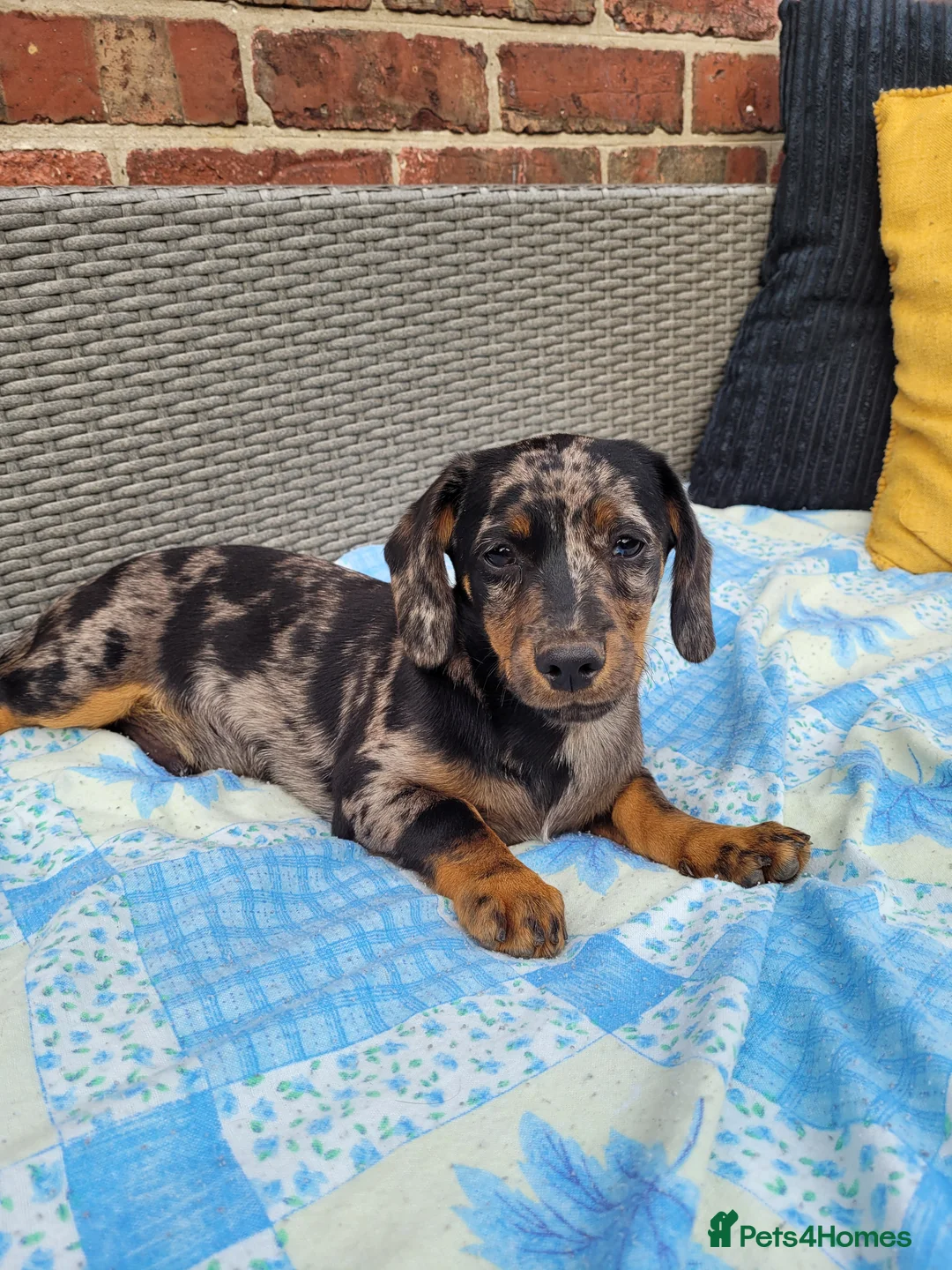 Dachshund dogs for stud: Piebald colored Dachshund for stud! in Preston - Advert 14
