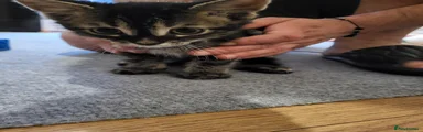Mixed Breed 5