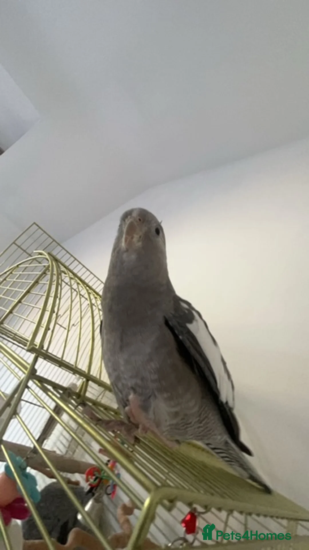 Cockatiels birds for sale: Cockatiel for sale - Advert 4