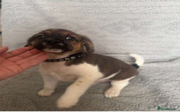 Puggle dogs for sale:  Puggle’s For Sale 🐶  - Image 11
