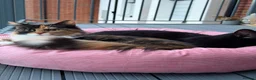 Mixed Breed cats for sale: Maine coon mixed kitten clever and very very sweet in Chelmsford - Advert 3