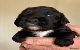 Cocker Spaniel dogs for sale: WORKING COCKER SPANIELS - Image 9