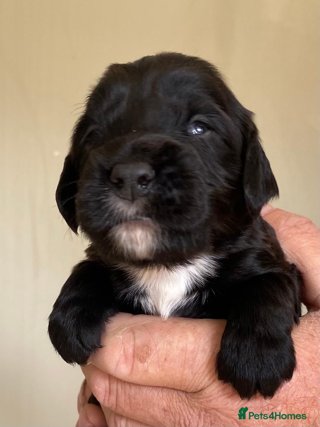 Cocker Spaniel dogs for sale: WORKING COCKER SPANIELS - Image 9