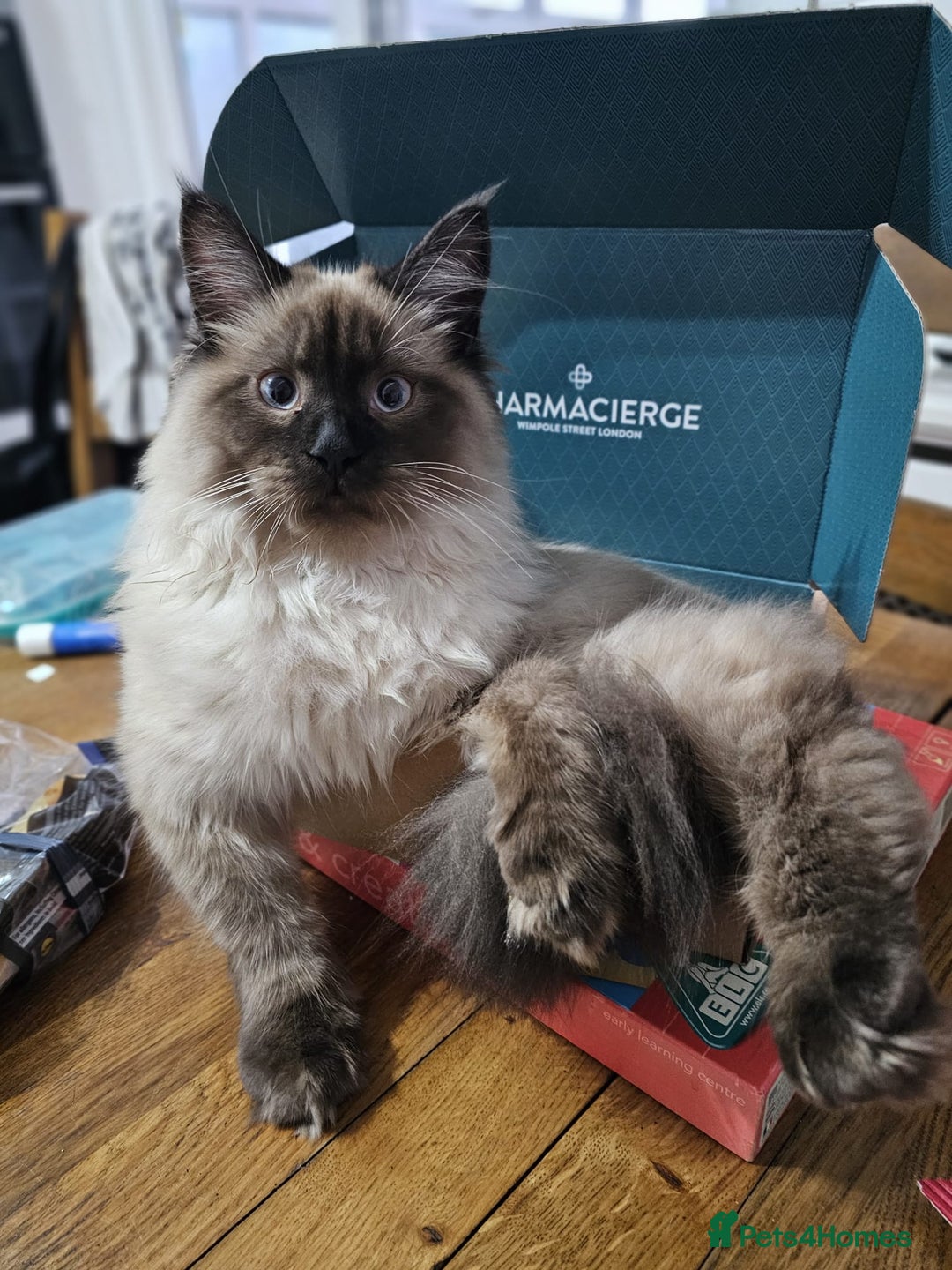 Maine Coon cats for sale: 2 stunning 3/4 Maine Coon boys - Image 9