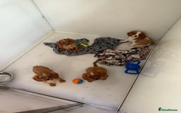 Cavalier King Charles Spaniel dogs for sale: DNA clear cavalier puppies ready now  - Image 16