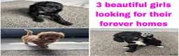 Cockapoo dogs for sale: Cockapoo puppies - Advert 2