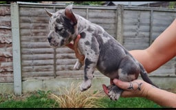 American Bully dogs for sale: David  - Image 3