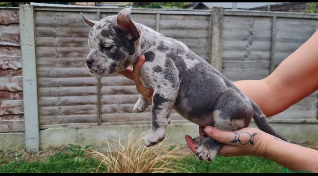American Bully dogs for sale: David  - Image 3