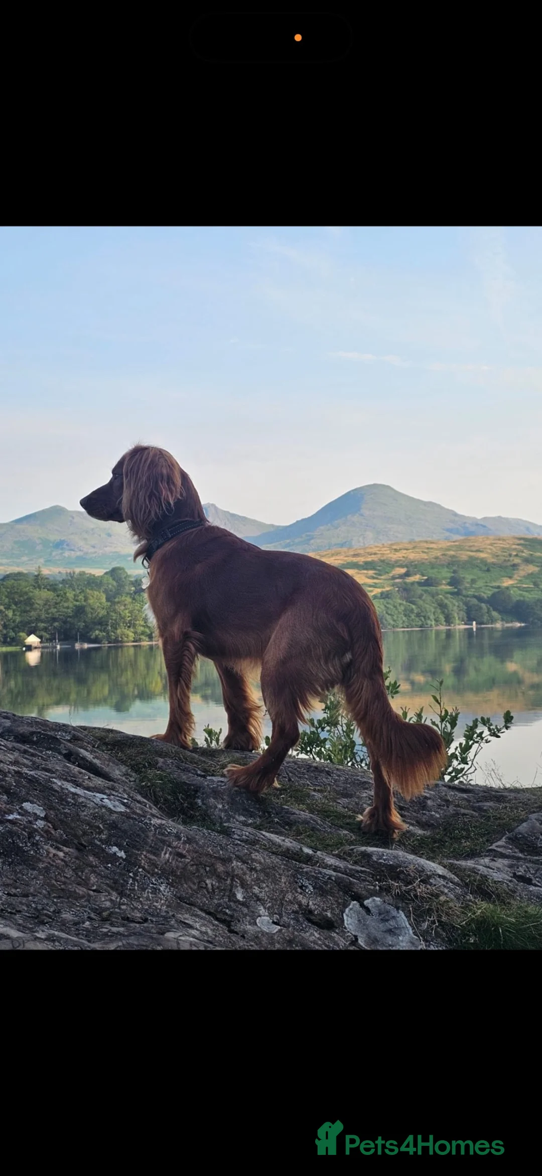 Cocker Spaniel dogs for stud: Red Working spaniel   - Advert 2