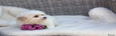 Cavapoochon 2