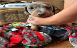 Miniature Dachshund dogs for sale: LOVELY MINIATURE DACHSHUND PUPPIES - Image 3