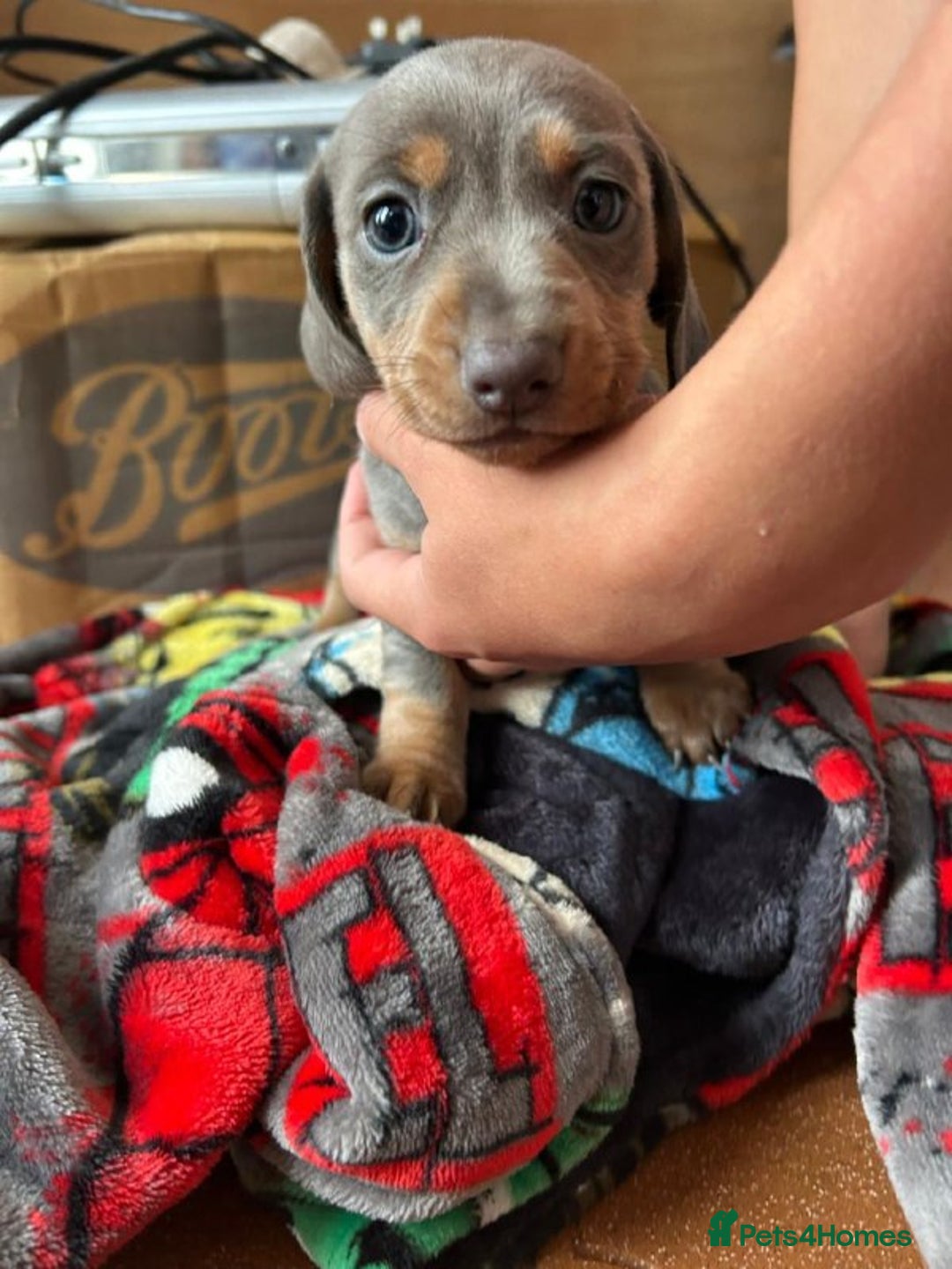 Miniature Dachshund dogs for sale: LOVELY MINIATURE DACHSHUND PUPPIES - Image 3