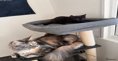 Russian Blue cats Elegant Russian Blue mixed breed, Ready Today! - Advert 4