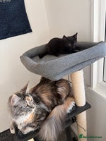 Russian Blue cats Elegant Russian Blue mixed breed, Ready Today! - Advert 6