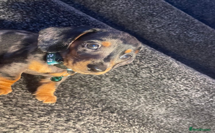 Dachshund dogs - Advert 4