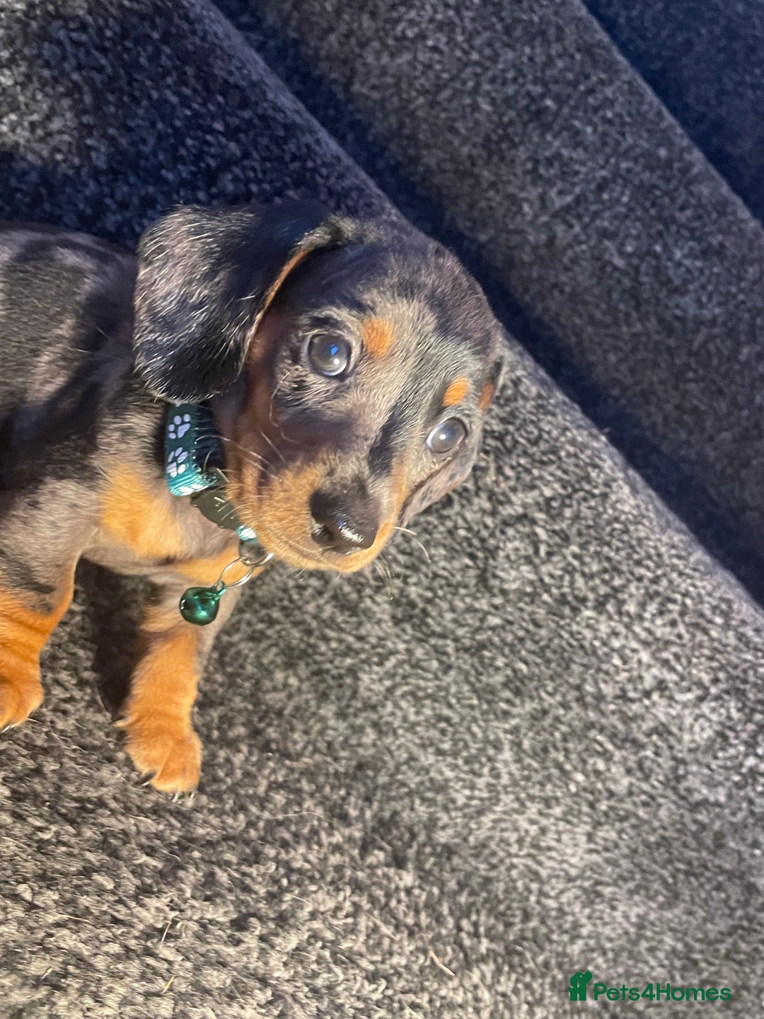 Dachshund dogs for sale: 5 beautiful miniature short haired dachshunds - Image 8
