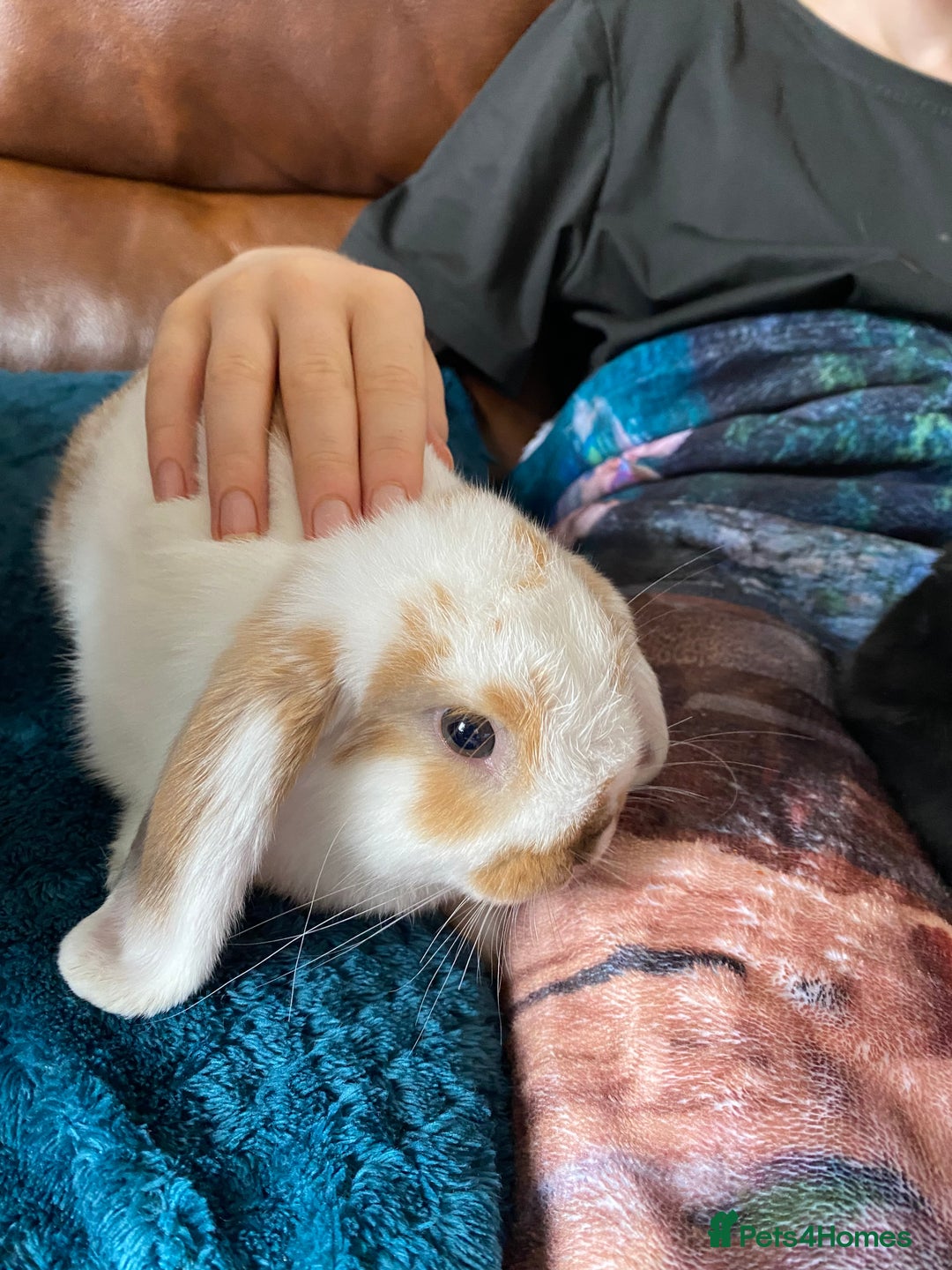 Mini Lop rabbits for sale: Mini lop for sale - Image 2