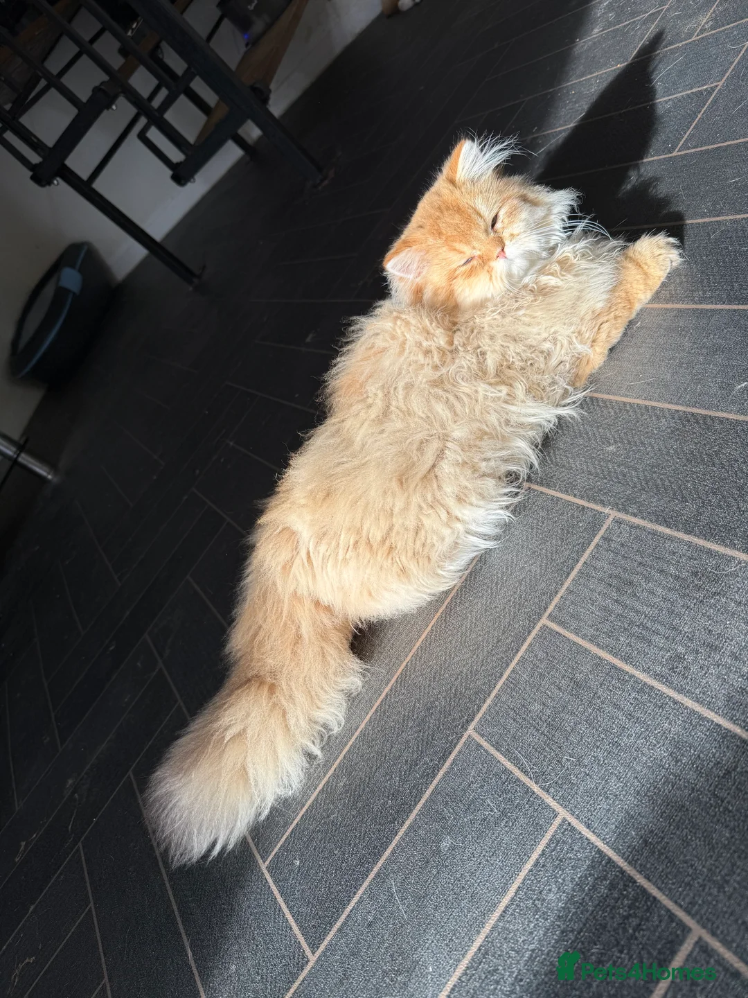 British Shorthair cats for sale: GCCF registered BLH Chocolate Golden last male - Advert 2