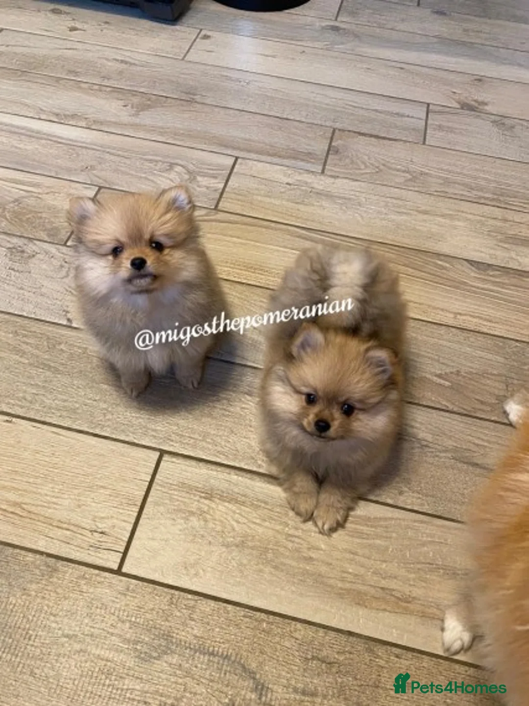 Pomeranian dogs for stud: Stunning proven KC black and tan pom stud in Ebbw Vale - Advert 7