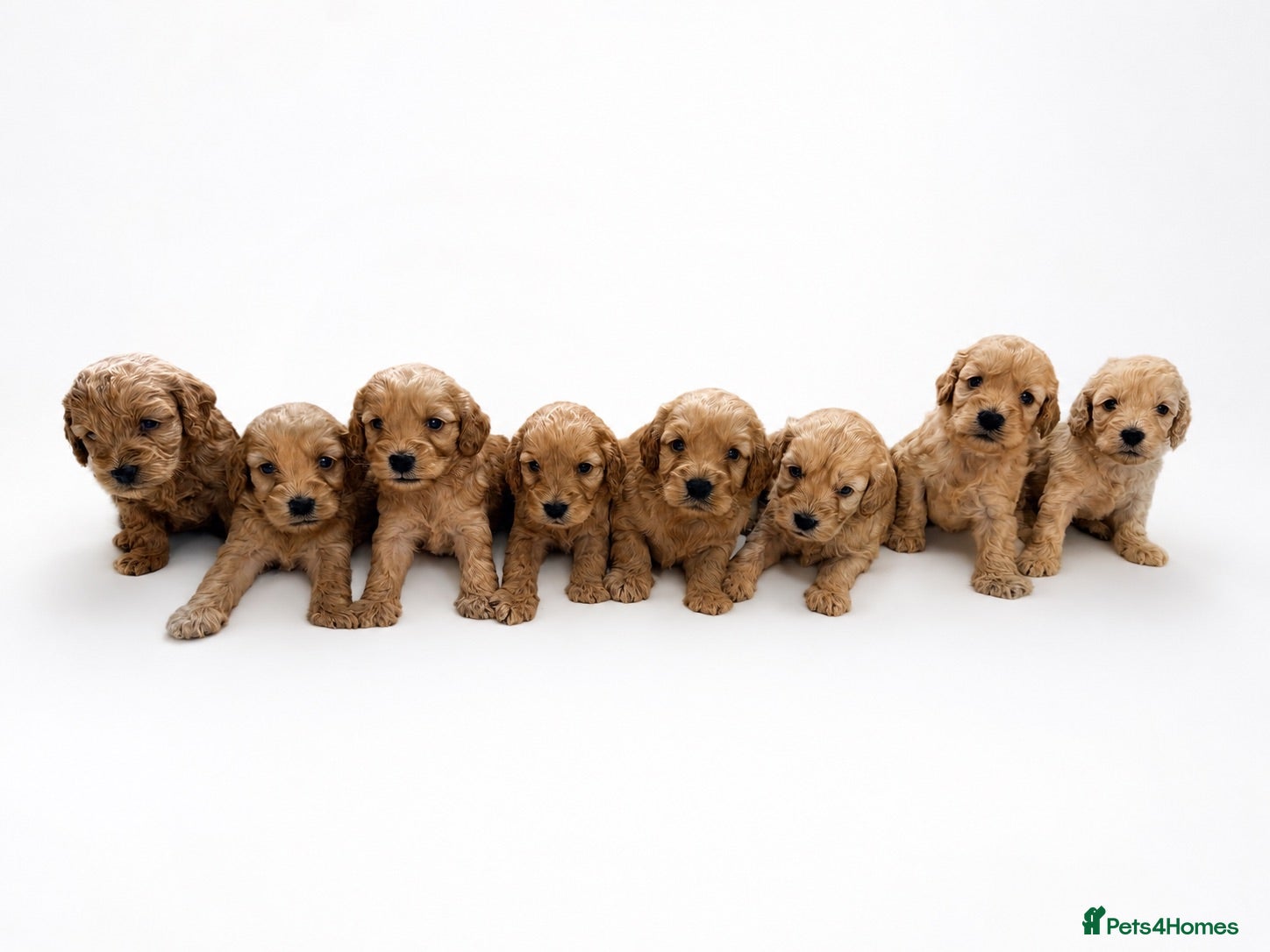 Cockapoo dogs F1 apricot cockapoo puppies  - Advert 1