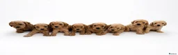 Cockapoo dogs for sale: F1 apricot cockapoo puppies  - Advert 1