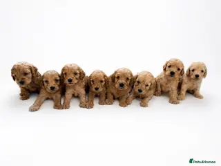 Cockapoo dogs F1 apricot cockapoo puppies - Advert 1