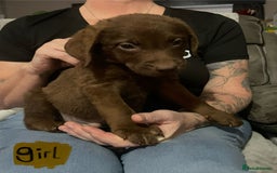 Mixed Breed dogs for sale: Chessadore Puppy’s  - Advert 8