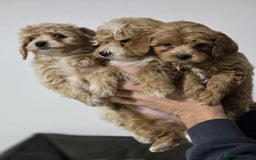 Maltipoo dogs for sale: Maltipoo Puppies – 3 Girls & 3 Boys - Image 2