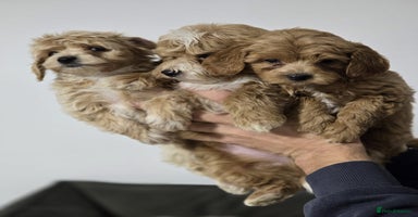 Maltipoo dogs - Advert 8