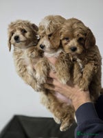 Maltipoo dogs - Advert 4