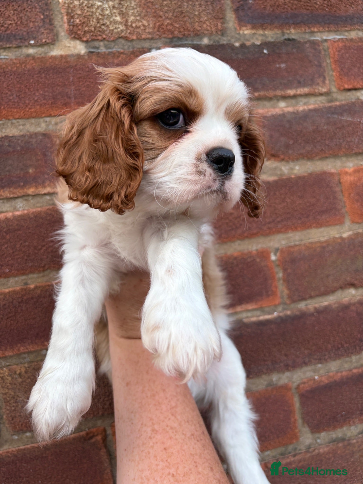Cavalier King Charles Spaniel dogs ONE BEAUTIFUL LITTLE BOY AVAILABLE  - Advert 5