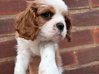 Cavalier King Charles Spaniel dogs ONE BEAUTIFUL LITTLE BOY AVAILABLE - Advert 5