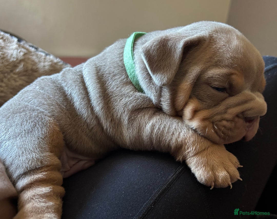 English Bulldog dogs for sale: Top Quality Chunky KC English Bulldogs  in Lampeter - Image 7