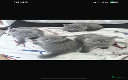 British Shorthair cats for sale: British Blue Shorthair Kittens(Male) 3/4 available - Image 2