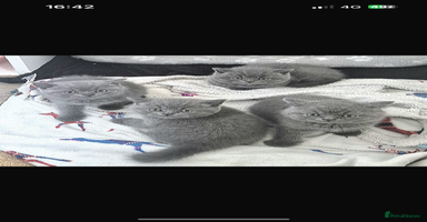 British Shorthair cats - Advert 7