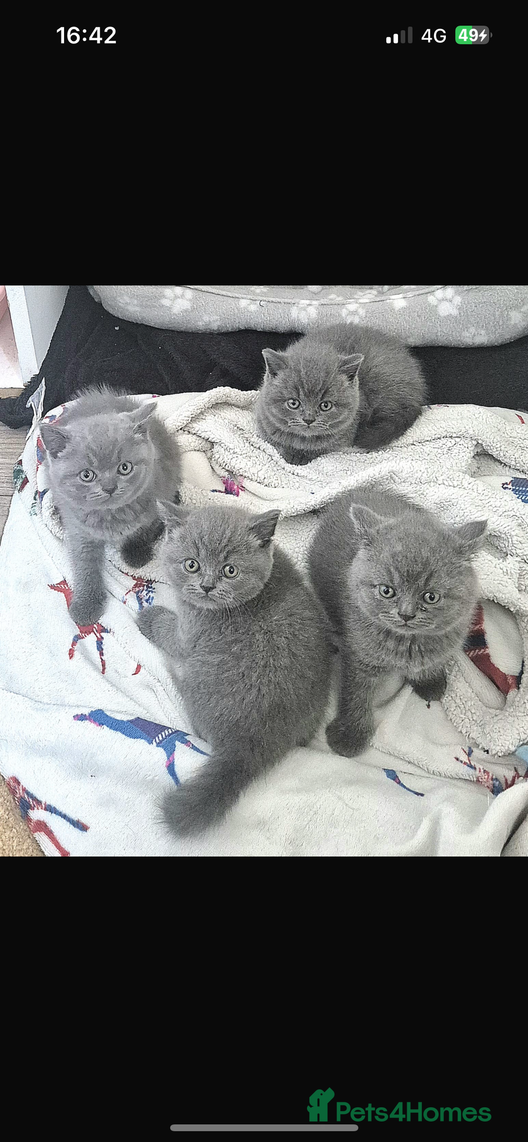 British Shorthair cats for sale: British Blue Shorthair Kittens(Male) 3/4 available - Image 2