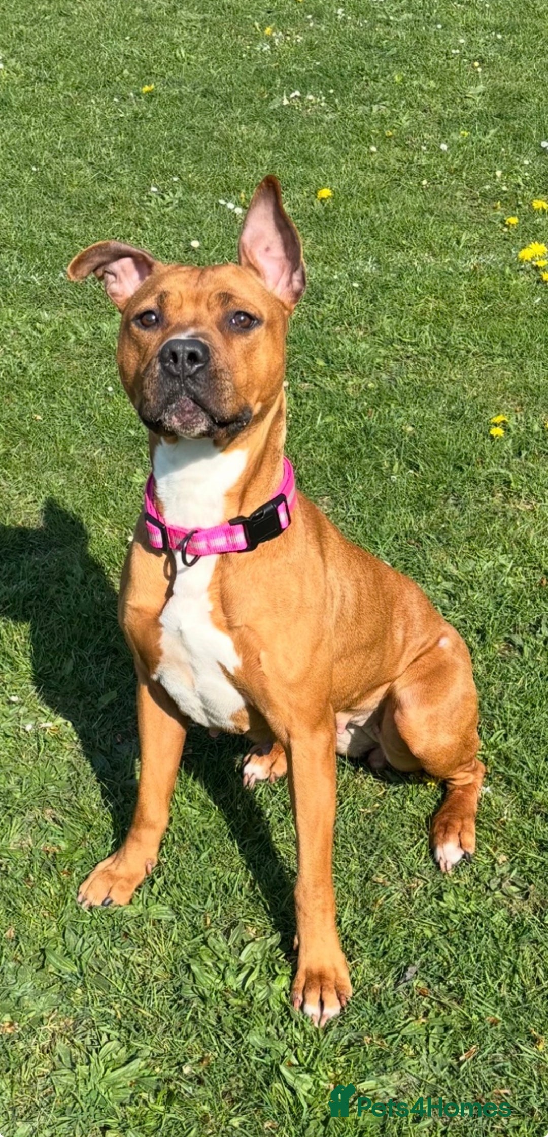 Mixed Breed dogs for sale: Staffordshire bull terrier x american bulldog pups - Advert 1