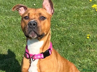 Mixed Breed dogs Staffordshire bull terrier x americen bulldog pups - Advert 1