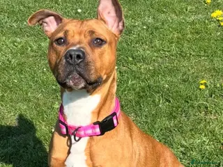 Mixed Breed dogs Staffordshire bull terrier x american bulldog pups - Advert 2