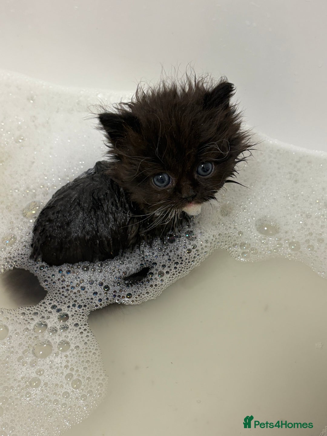 Munchkin cats for sale: Munchkin kittens  - Advert 19