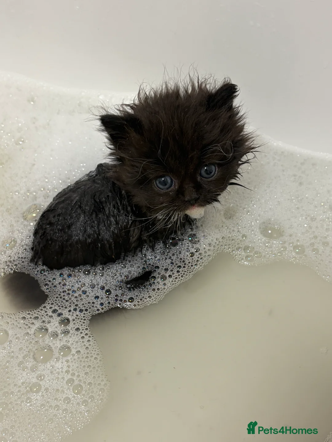 Munchkin cats for sale: Persian Munchkin kittens  - Advert 18