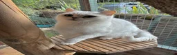 British Shorthair cats for sale: Beautiful Silver Tipped British Shorthair Female  - Advert 2