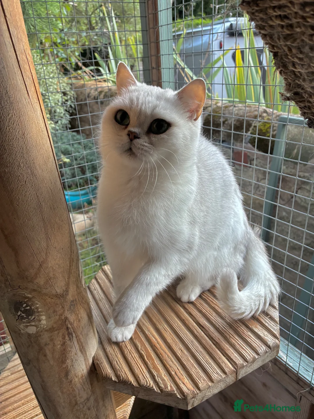 British Shorthair cats for sale: Beautiful Silver Tipped British Shorthair Female  - Advert 2