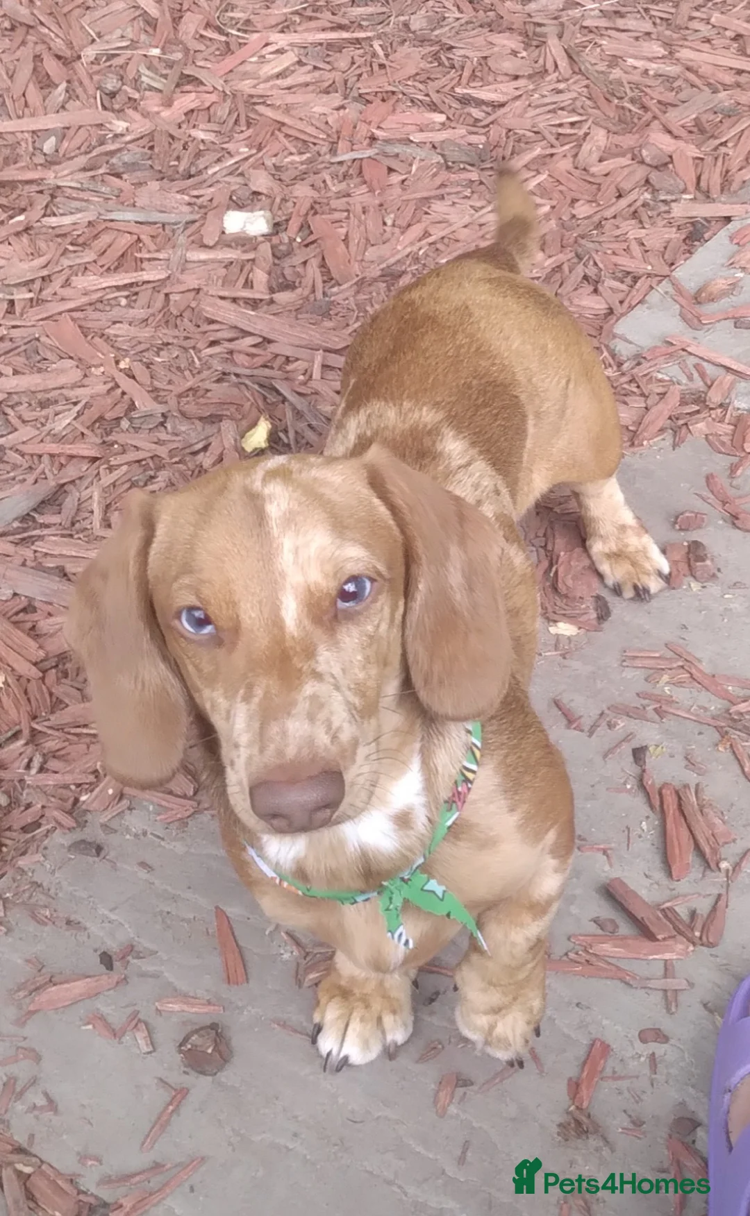 Miniature Dachshund dogs for stud: miniature dachshund stud  in Pontypridd - Advert 6