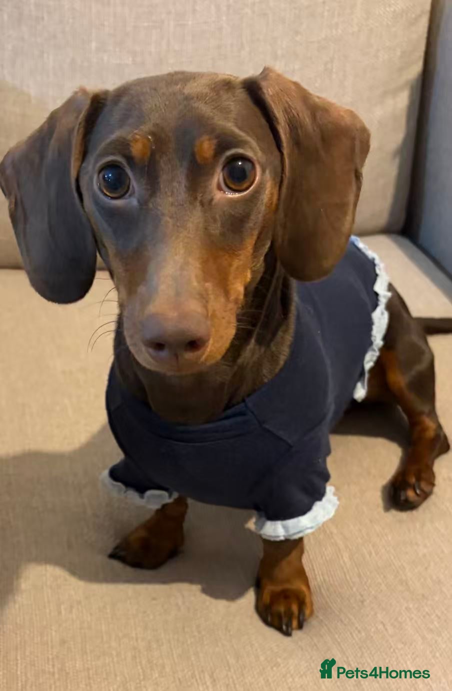 Miniature Dachshund dogs 8 Months Female Miniature Dachshund - Advert 1